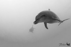 Friendly daulphin by Mathieu Macias 